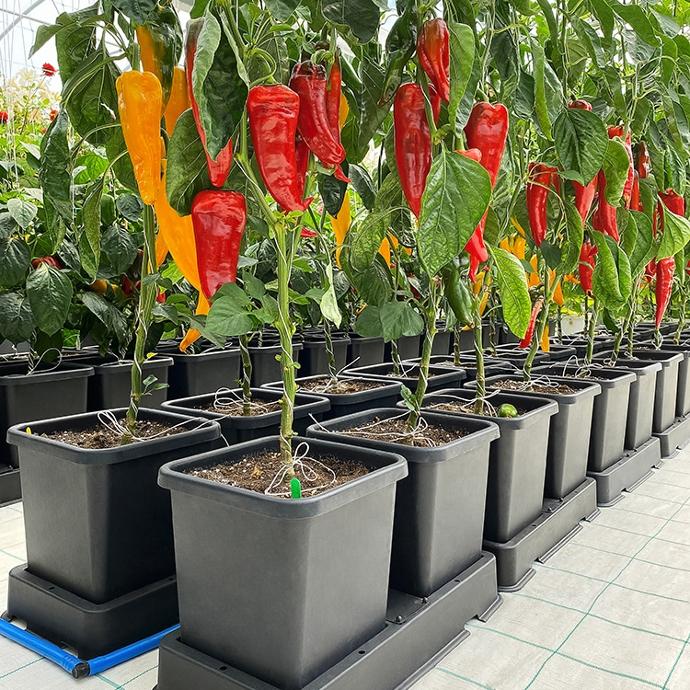 AutoPot ™ easy2grow Kit