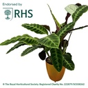 AutoPot ™ Khloris Watering System- Extension Kit