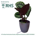 AutoPot ™ Khloris Watering System- Extension Kit